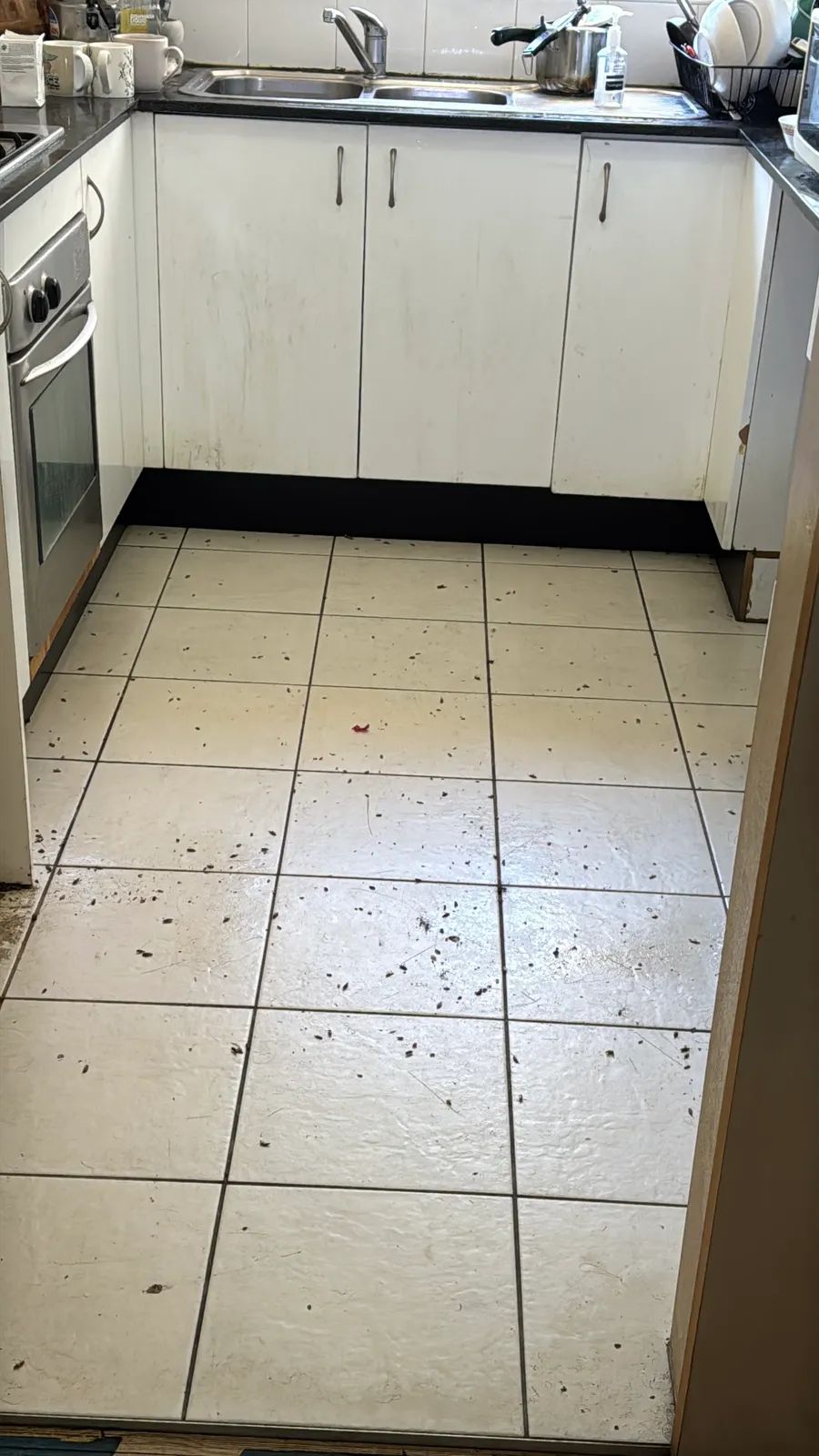 German cockroach clean-out