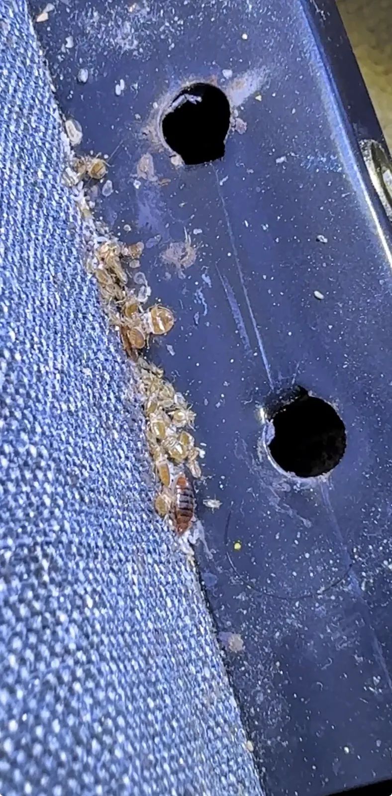 Bedbugs treatment
