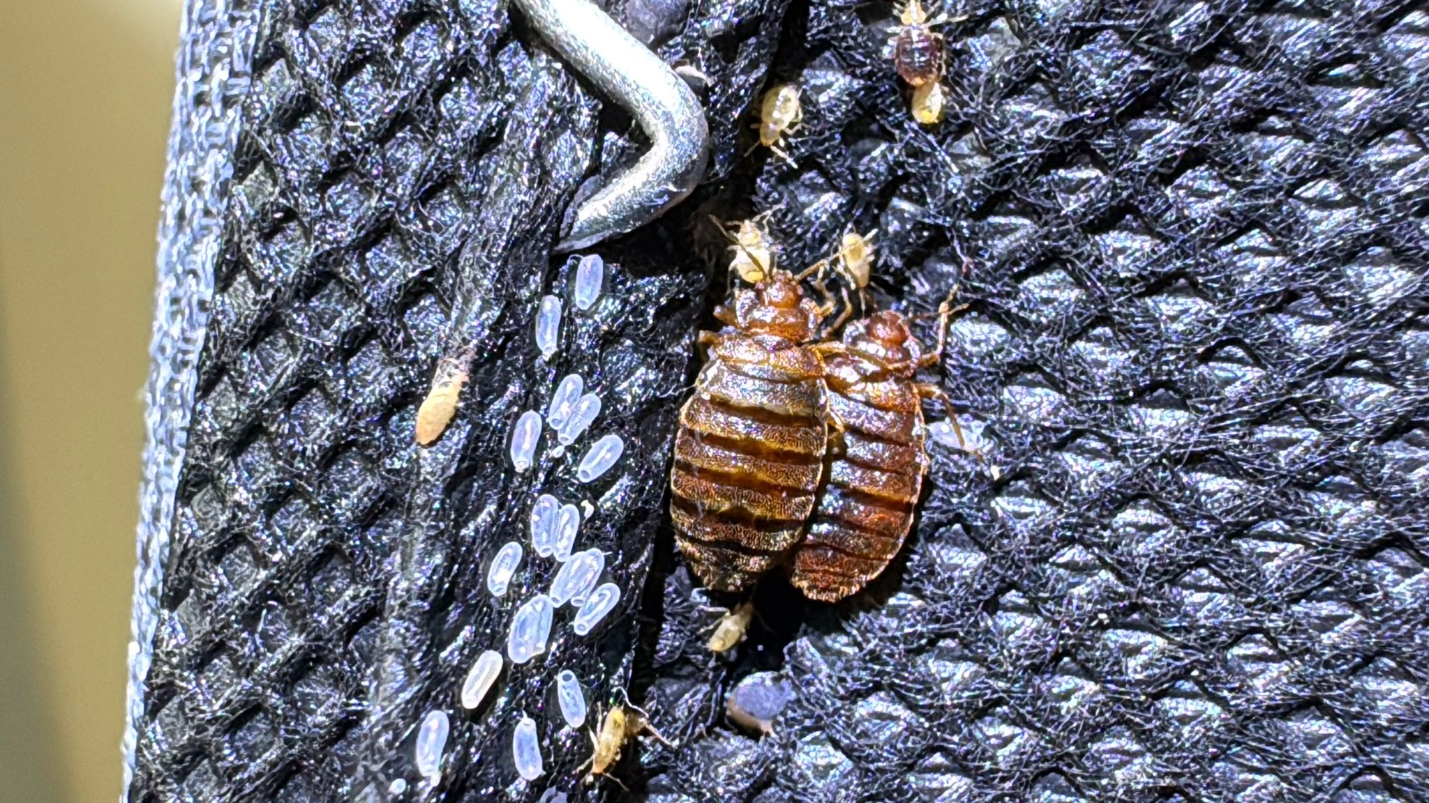 Bed Bugs
