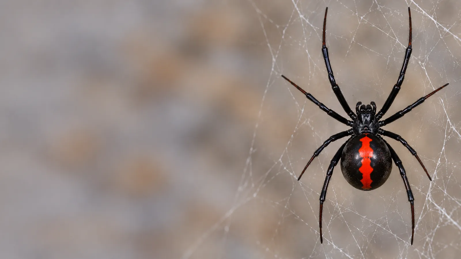 Spider Control